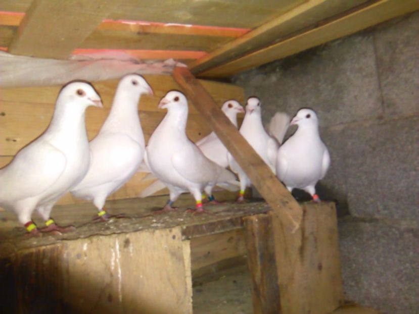  - Porumbei Voiajori-Albi