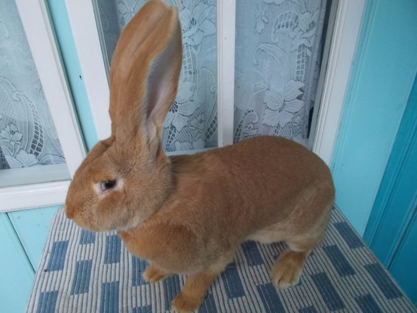 1 an si o luna - FEMELA NR 3 97 CAMPIOANA