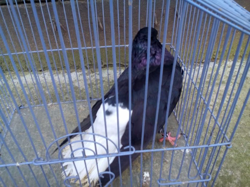 2 - negru codalb