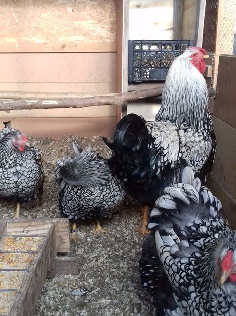  - WYANDOTTE ARGINTIU 2016-2017