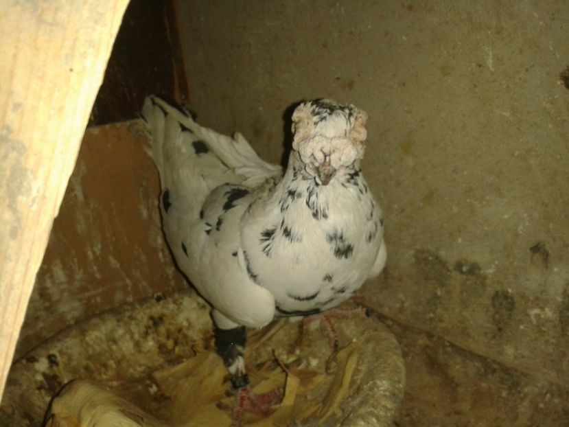  - PORUMBEI PASIUNE PERFECTIUNE PERSPECTIVE