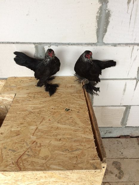  - Mii de flori mesteacan