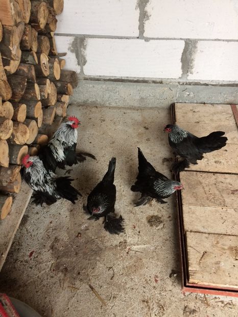  - Mii de flori mesteacan