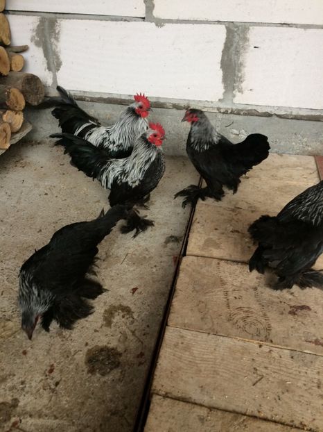  - Mii de flori mesteacan