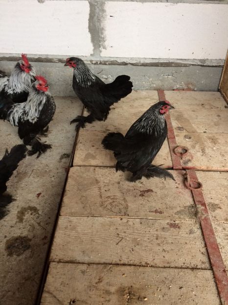  - Mii de flori mesteacan