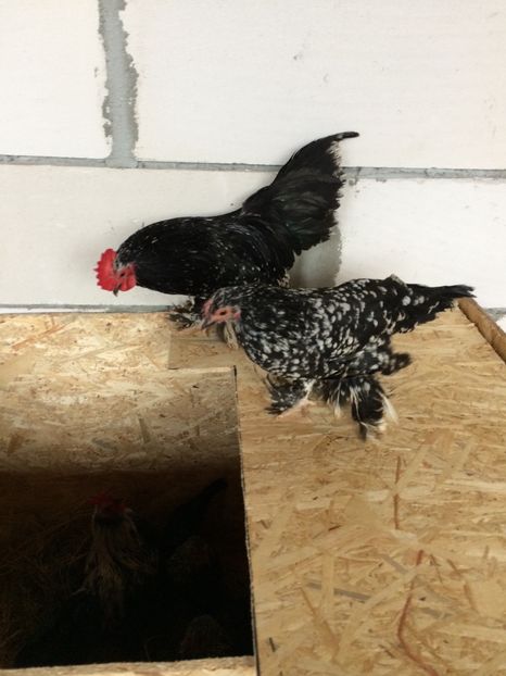  - Mii de flori negru bobat cu alb