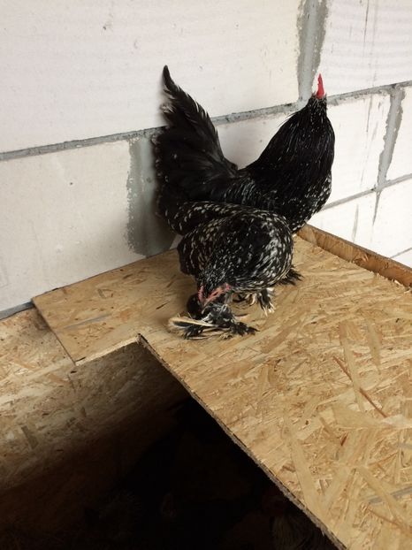  - Mii de flori negru bobat cu alb