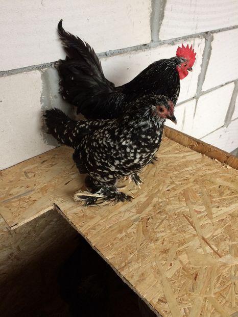  - Mii de flori negru bobat cu alb