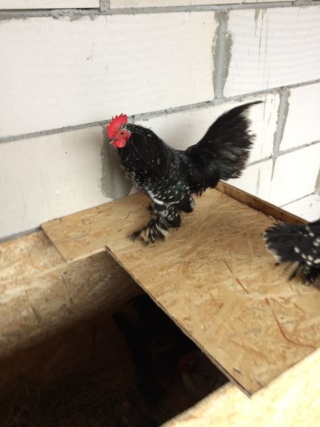  - Mii de flori negru bobat cu alb