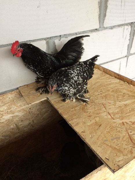  - Mii de flori negru bobat cu alb