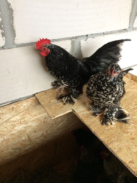  - Mii de flori negru bobat cu alb