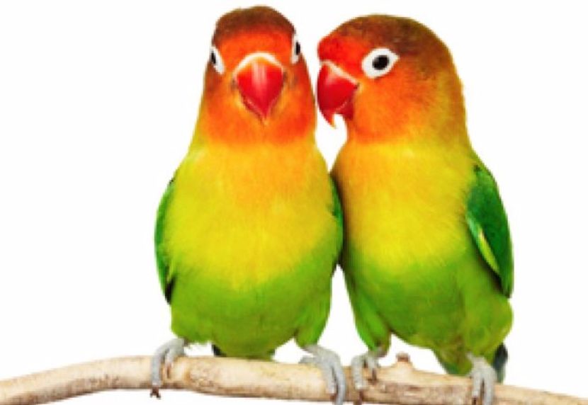 agapornis - Papagali Agapornis