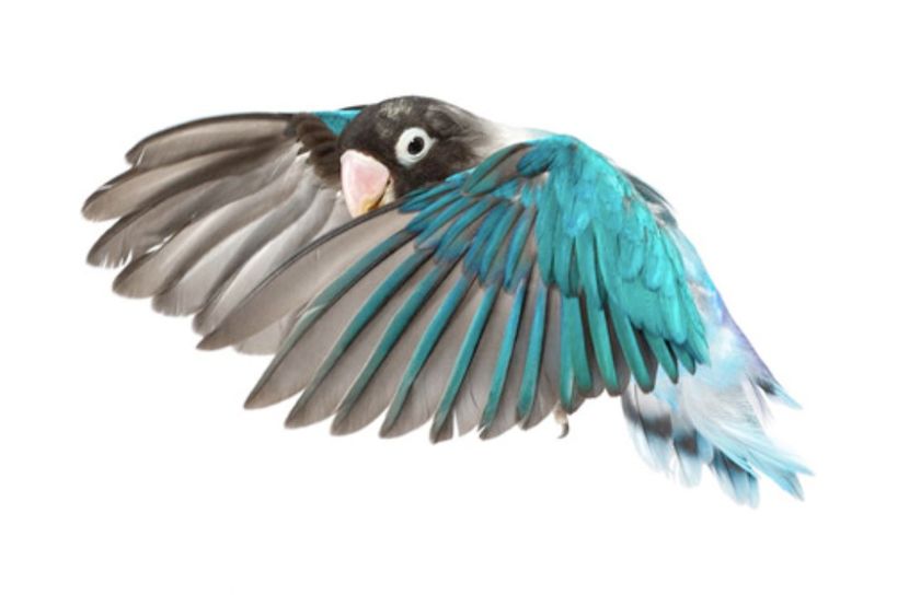 lovebird - Papagali Agapornis