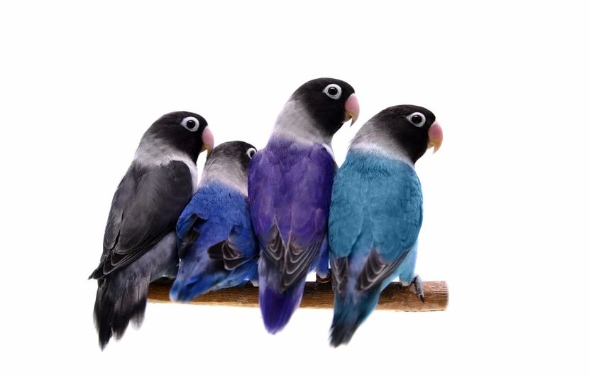 lovebirds_black_blue_violet_turquoise.310151743_large - Papagali Agapornis