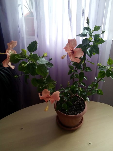  - Hibiscus Cairo Apricot