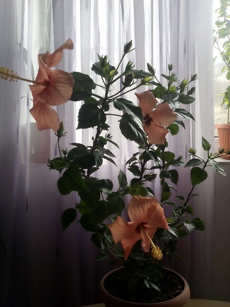  - Hibiscus Cairo Apricot