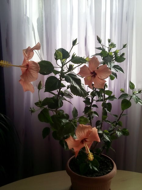  - Hibiscus Cairo Apricot
