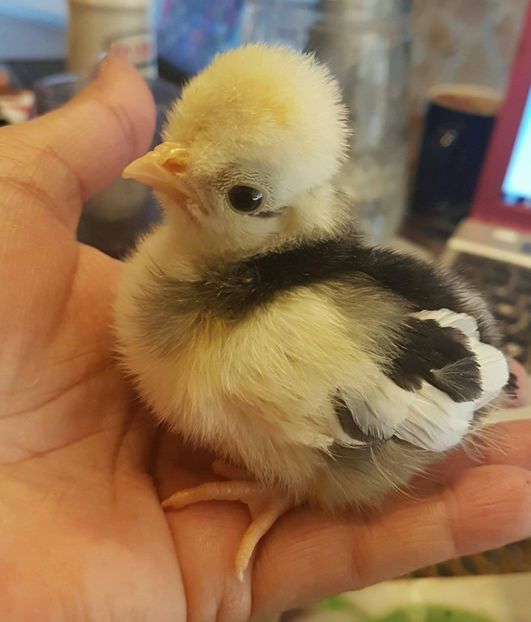 motat olandez ALBASTRU - MATERNITATE