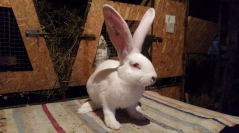 108828761_CNLJCYW - Femela1