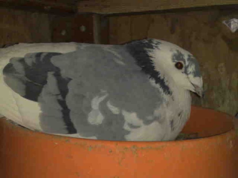  - Pui 2017-2018 -2019-2020 -2021-matca-doici-vind aproape tot lotul
