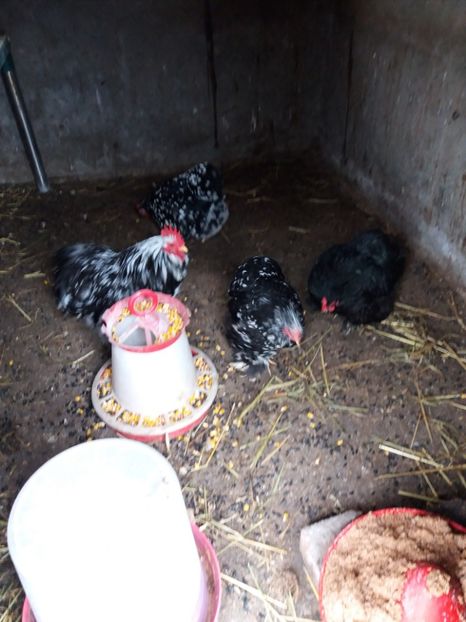  - Cochinchina pitic bobat