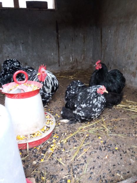  - Cochinchina pitic bobat