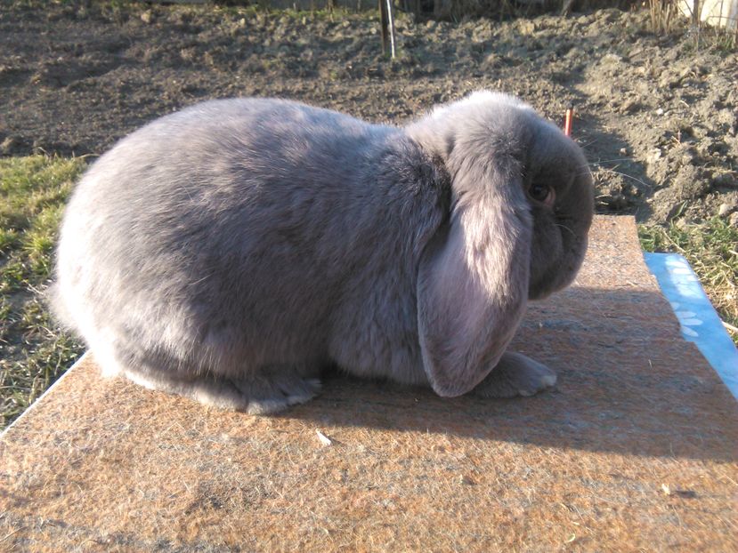  - AAAA PUI Berbec 2017