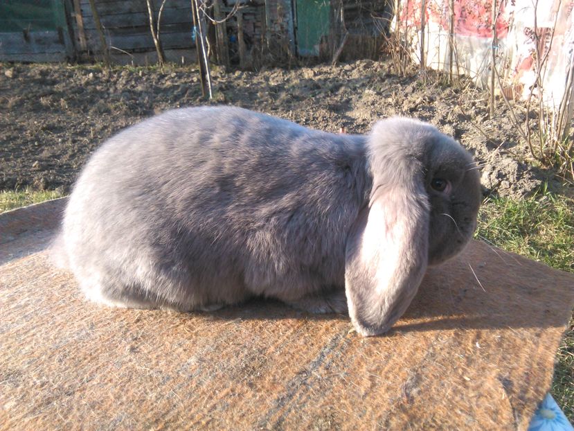  - AAAA PUI Berbec 2017