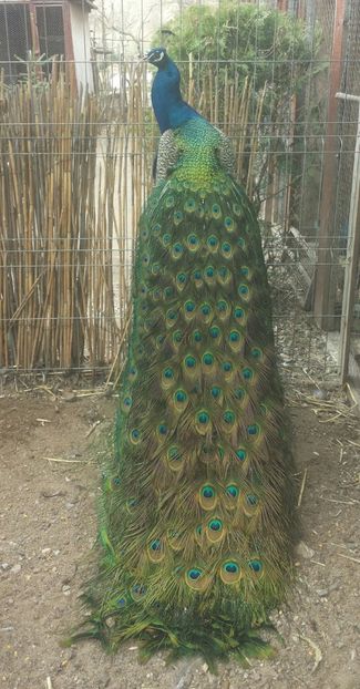 20170305_123814-1 - Pavo cristatus - paun asiatic