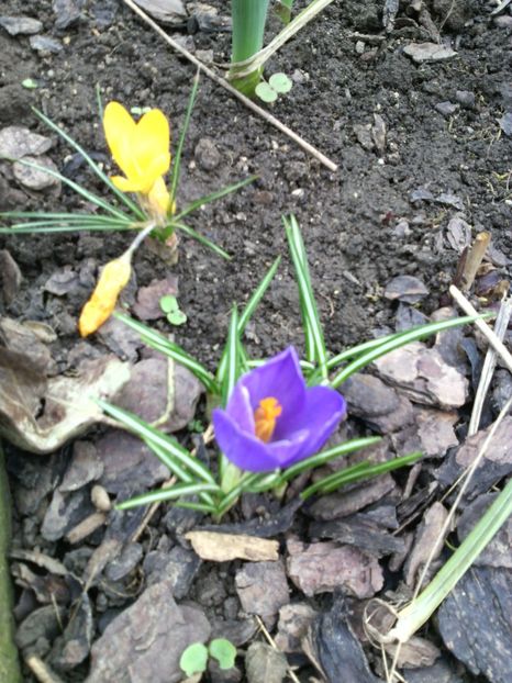 branduse - 01-Flori din curtea mea 2017