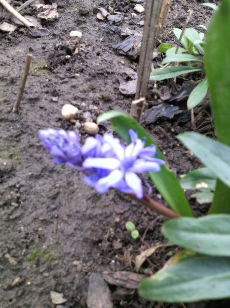 viorele - 01-Flori din curtea mea 2017