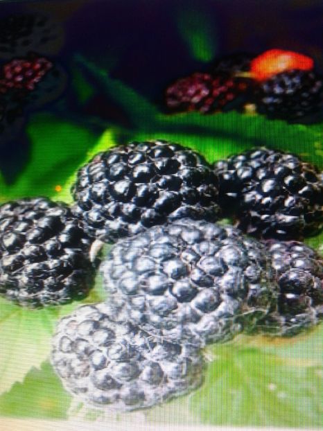 zmeur negru - 0 Arbusi fructiferi exotici 2017-2018