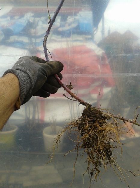 zmeur negru an1,    7lei - 0 Arbusi fructiferi exotici 2017-2018