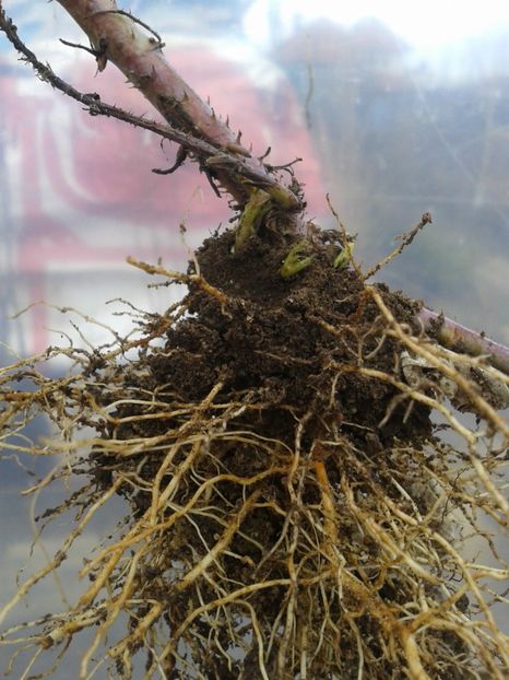 radacina zmeur an1 - 0 Arbusi fructiferi exotici 2017-2018