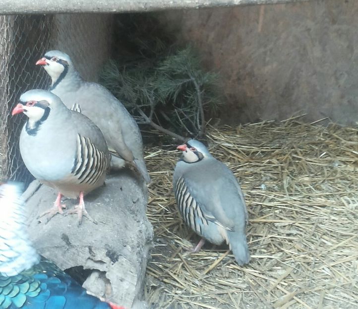 20170223_141422-1 - potarnichea de stanca