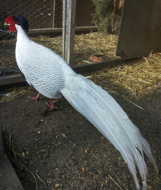 20170210_131313-1 - Chrysolophus pictus - fazanul auriu pe rosu