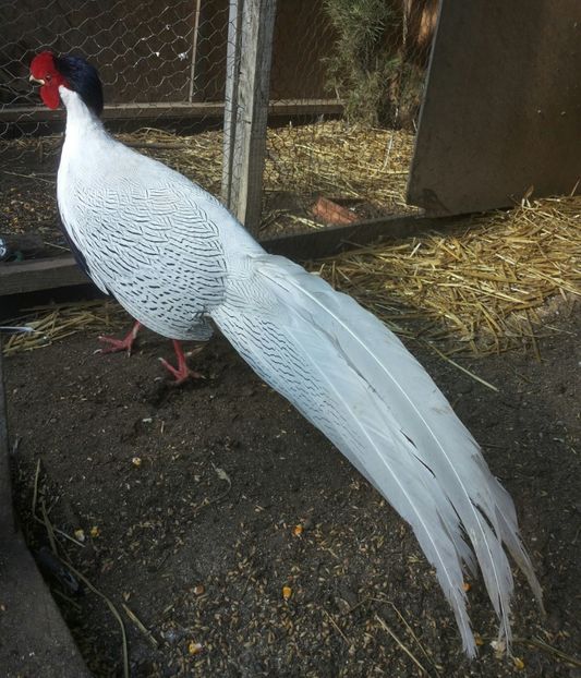 20170210_131307-1 - Chrysolophus pictus - fazanul auriu pe rosu