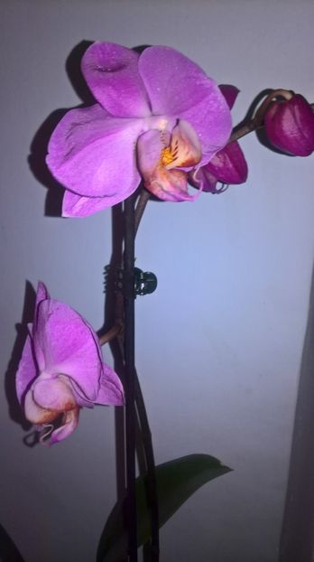 - Phalaenopsis