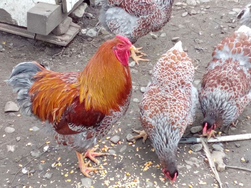  - Wiandotte auriu rosu albastru