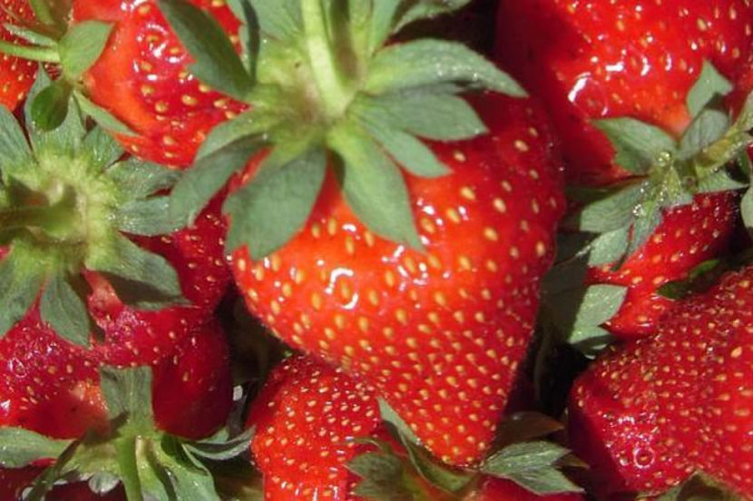 capsuni-albion - Capsuni Soiul Albion