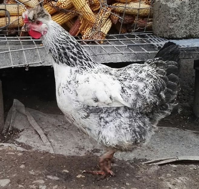  - Oua pentru incubat de vanzare