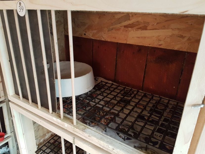  - 7___   VOLIERA MEA