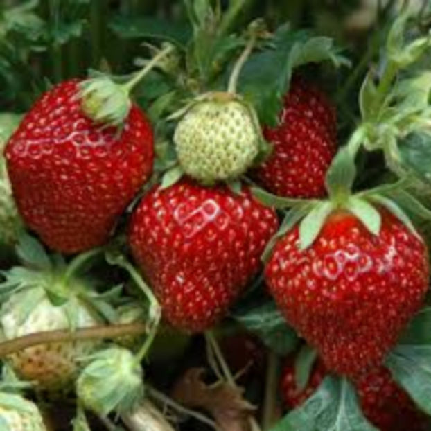 Elianny - Capsuni Soiul Elianny