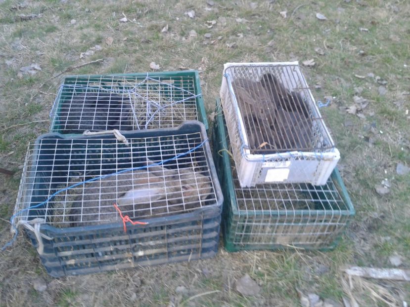 Fotografie0014 - 19 --- targ monor 12 03 2017