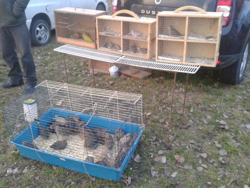 Fotografie0017 - 19 --- targ monor 12 03 2017