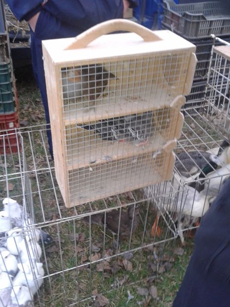 Fotografie0022 - 19 --- targ monor 12 03 2017