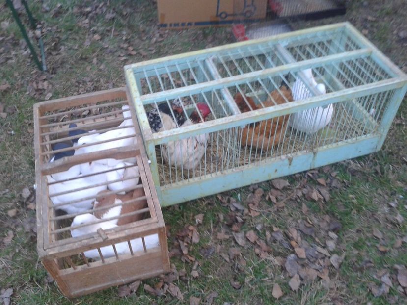 Fotografie0025 - 19 --- targ monor 12 03 2017