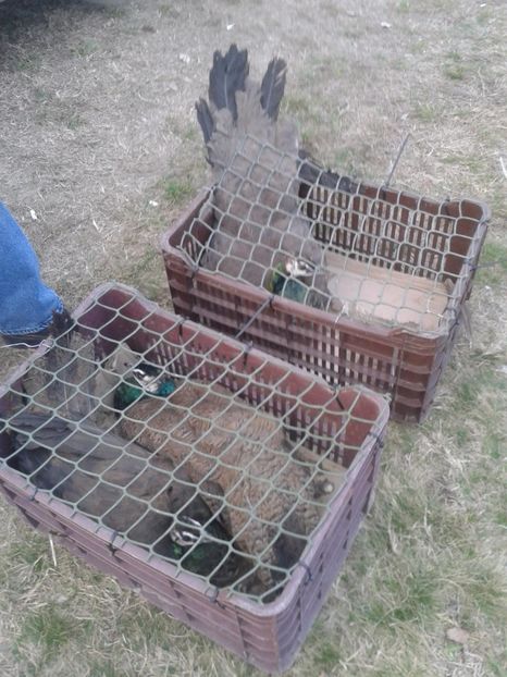 Fotografie0038 - 19 --- targ monor 12 03 2017