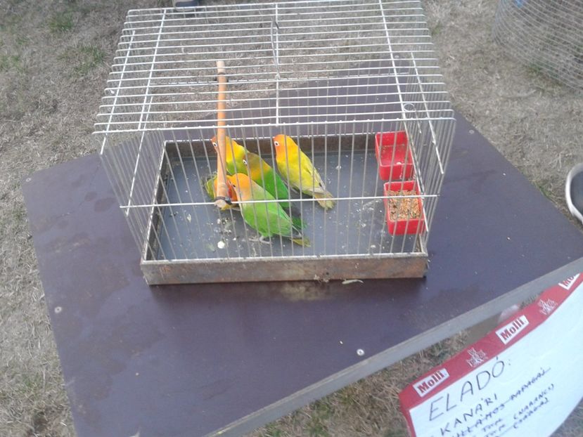 Fotografie0039 - 19 --- targ monor 12 03 2017