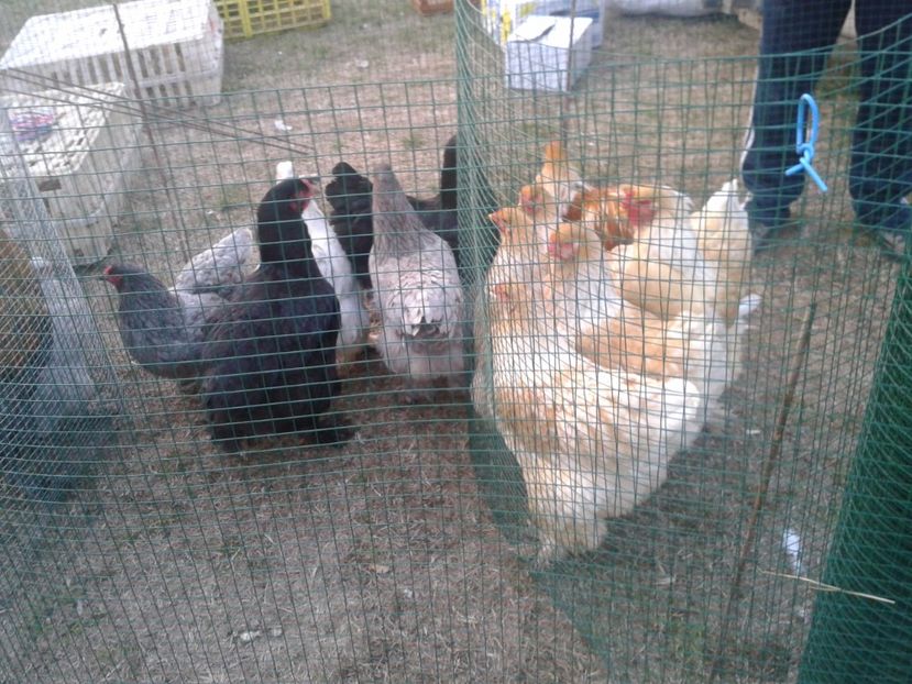 Fotografie0040 - 19 --- targ monor 12 03 2017